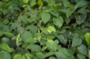 Seorang tetua adat Dayak sedang menunjukkan aneka tumbuhan herbal dari hutan Kalimantan, memperlihatkan kekayaan alam yang menjadi sumber utama pengobatan tradisional mereka. Pengetahuan tentang ramuan ini diwariskan turun-temurun, menjadi bagian tak terpisahkan dari budaya dan kesehatan suku Dayak.
