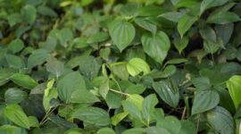 Seorang tetua adat Dayak sedang menunjukkan aneka tumbuhan herbal dari hutan Kalimantan, memperlihatkan kekayaan alam yang menjadi sumber utama pengobatan tradisional mereka. Pengetahuan tentang ramuan ini diwariskan turun-temurun, menjadi bagian tak terpisahkan dari budaya dan kesehatan suku Dayak.
