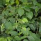 Seorang tetua adat Dayak sedang menunjukkan aneka tumbuhan herbal dari hutan Kalimantan, memperlihatkan kekayaan alam yang menjadi sumber utama pengobatan tradisional mereka. Pengetahuan tentang ramuan ini diwariskan turun-temurun, menjadi bagian tak terpisahkan dari budaya dan kesehatan suku Dayak.