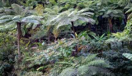 Mengintip Harta Karun Tersembunyi Kalimantan: Hutan Lindung Bengkayang