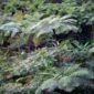 Pemandangan luas Hutan Lindung Bengkayang yang menghijau dari ketinggian, menunjukkan betapa masifnya hamparan hutan ini sebagai paru-paru penting bagi ekosistem Kalimantan. Keindahan alam ini mengajak kita untuk lebih peduli terhadap upaya pelestariannya.