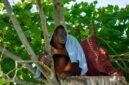 Seekor orangutan dewasa bergelantungan bebas di antara rimbunnya kanopi pohon di Taman Nasional Gunung Palung, Kalimantan Barat, menunjukkan keaslian habitatnya yang lestari. Pemandangan ini menjadi simbol kekayaan hayati dan pentingnya upaya konservasi di salah satu hutan hujan tropis paling berharga di Indonesia.