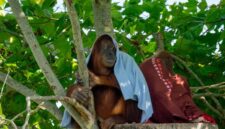 Seekor orangutan dewasa bergelantungan bebas di antara rimbunnya kanopi pohon di Taman Nasional Gunung Palung, Kalimantan Barat, menunjukkan keaslian habitatnya yang lestari. Pemandangan ini menjadi simbol kekayaan hayati dan pentingnya upaya konservasi di salah satu hutan hujan tropis paling berharga di Indonesia.