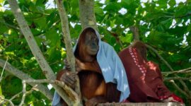 Seekor orangutan dewasa bergelantungan bebas di antara rimbunnya kanopi pohon di Taman Nasional Gunung Palung, Kalimantan Barat, menunjukkan keaslian habitatnya yang lestari. Pemandangan ini menjadi simbol kekayaan hayati dan pentingnya upaya konservasi di salah satu hutan hujan tropis paling berharga di Indonesia.