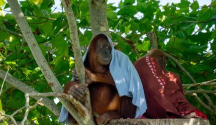Pesona Gunung Palung: Hutan Perawan Kalimantan yang Menyimpan Sejuta Kehidupan