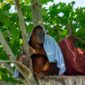 Seekor orangutan dewasa bergelantungan bebas di antara rimbunnya kanopi pohon di Taman Nasional Gunung Palung, Kalimantan Barat, menunjukkan keaslian habitatnya yang lestari. Pemandangan ini menjadi simbol kekayaan hayati dan pentingnya upaya konservasi di salah satu hutan hujan tropis paling berharga di Indonesia.