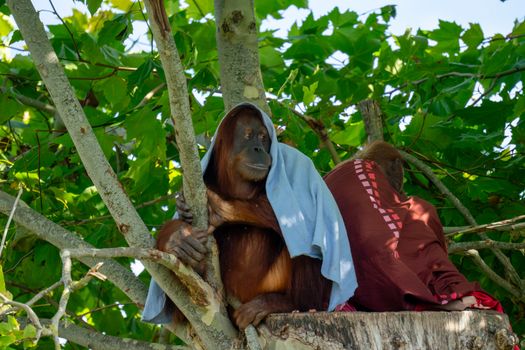 Seekor orangutan dewasa bergelantungan bebas di antara rimbunnya kanopi pohon di Taman Nasional Gunung Palung, Kalimantan Barat, menunjukkan keaslian habitatnya yang lestari. Pemandangan ini menjadi simbol kekayaan hayati dan pentingnya upaya konservasi di salah satu hutan hujan tropis paling berharga di Indonesia.