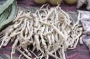 Akar pasak bumi yang telah dikeringkan, siap diolah menjadi ramuan herbal penambah vitalitas. Tanaman ini dikenal luas karena khasiatnya dalam mendukung kesehatan pria secara alami.