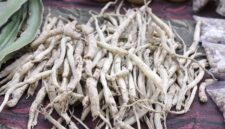 Akar pasak bumi yang telah dikeringkan, siap diolah menjadi ramuan herbal penambah vitalitas. Tanaman ini dikenal luas karena khasiatnya dalam mendukung kesehatan pria secara alami.