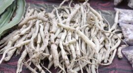 Akar pasak bumi yang telah dikeringkan, siap diolah menjadi ramuan herbal penambah vitalitas. Tanaman ini dikenal luas karena khasiatnya dalam mendukung kesehatan pria secara alami.