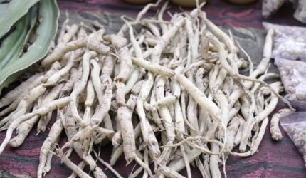 Pasak Bumi: Rahasia Vitalitas Pria dari Rimba Borneo yang Teruji Zaman