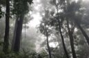 Pemandangan kabut tipis menyelimuti kanopi hutan di Puncak Gunung Palung, Kalimantan Barat, menampilkan keindahan alam yang masih sangat alami dan asri. Hutan ini menjadi rumah bagi beragam spesies flora dan fauna endemik, termasuk orangutan yang terancam punah.
