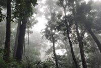 Pemandangan kabut tipis menyelimuti kanopi hutan di Puncak Gunung Palung, Kalimantan Barat, menampilkan keindahan alam yang masih sangat alami dan asri. Hutan ini menjadi rumah bagi beragam spesies flora dan fauna endemik, termasuk orangutan yang terancam punah.