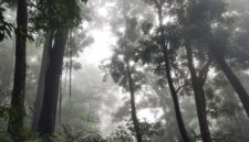 Pemandangan kabut tipis menyelimuti kanopi hutan di Puncak Gunung Palung, Kalimantan Barat, menampilkan keindahan alam yang masih sangat alami dan asri. Hutan ini menjadi rumah bagi beragam spesies flora dan fauna endemik, termasuk orangutan yang terancam punah.