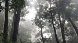 Pemandangan kabut tipis menyelimuti kanopi hutan di Puncak Gunung Palung, Kalimantan Barat, menampilkan keindahan alam yang masih sangat alami dan asri. Hutan ini menjadi rumah bagi beragam spesies flora dan fauna endemik, termasuk orangutan yang terancam punah.