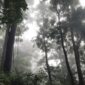 Pemandangan kabut tipis menyelimuti kanopi hutan di Puncak Gunung Palung, Kalimantan Barat, menampilkan keindahan alam yang masih sangat alami dan asri. Hutan ini menjadi rumah bagi beragam spesies flora dan fauna endemik, termasuk orangutan yang terancam punah.