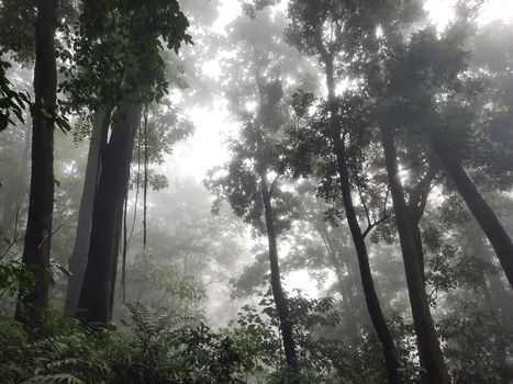 Pemandangan kabut tipis menyelimuti kanopi hutan di Puncak Gunung Palung, Kalimantan Barat, menampilkan keindahan alam yang masih sangat alami dan asri. Hutan ini menjadi rumah bagi beragam spesies flora dan fauna endemik, termasuk orangutan yang terancam punah.