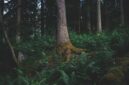 Akar pasak bumi (Eurycoma longifolia) yang tumbuh subur di hutan tropis Kalimantan, siap dipanen untuk diolah menjadi suplemen herbal yang diyakini berkhasiat meningkatkan vitalitas pria. Tanaman ini telah menjadi bagian tak terpisahkan dari pengobatan tradisional masyarakat adat selama berabad-abad lamanya.
