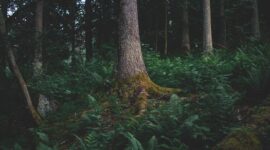 Akar pasak bumi (Eurycoma longifolia) yang tumbuh subur di hutan tropis Kalimantan, siap dipanen untuk diolah menjadi suplemen herbal yang diyakini berkhasiat meningkatkan vitalitas pria. Tanaman ini telah menjadi bagian tak terpisahkan dari pengobatan tradisional masyarakat adat selama berabad-abad lamanya.