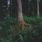 Akar pasak bumi (Eurycoma longifolia) yang tumbuh subur di hutan tropis Kalimantan, siap dipanen untuk diolah menjadi suplemen herbal yang diyakini berkhasiat meningkatkan vitalitas pria. Tanaman ini telah menjadi bagian tak terpisahkan dari pengobatan tradisional masyarakat adat selama berabad-abad lamanya.