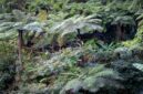Pemandangan rimbunnya hutan tropis di Hutan Lindung Bengkayang, Kalimantan Barat, menunjukkan kekayaan alam yang harus terus dijaga kelestariannya sebagai paru-paru dunia. Pohon-pohon menjulang tinggi menciptakan kanopi alami yang menaungi berbagai jenis flora dan fauna endemik.