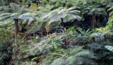 Pemandangan rimbunnya hutan tropis di Hutan Lindung Bengkayang, Kalimantan Barat, menunjukkan kekayaan alam yang harus terus dijaga kelestariannya sebagai paru-paru dunia. Pohon-pohon menjulang tinggi menciptakan kanopi alami yang menaungi berbagai jenis flora dan fauna endemik.