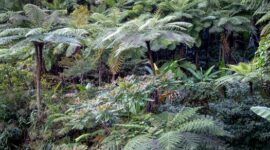 Pemandangan rimbunnya hutan tropis di Hutan Lindung Bengkayang, Kalimantan Barat, menunjukkan kekayaan alam yang harus terus dijaga kelestariannya sebagai paru-paru dunia. Pohon-pohon menjulang tinggi menciptakan kanopi alami yang menaungi berbagai jenis flora dan fauna endemik.