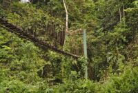 Pemandangan kanopi hutan hujan tropis Taman Nasional Gunung Palung yang hijau membentang luas, menunjukkan kekayaan ekosistem dan keaslian alam Kalimantan Barat yang perlu terus dilestarikan. Di sinilah rumah bagi berbagai satwa liar, termasuk orangutan, yang bergantung pada kelestarian hutan ini.