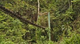 Pemandangan kanopi hutan hujan tropis Taman Nasional Gunung Palung yang hijau membentang luas, menunjukkan kekayaan ekosistem dan keaslian alam Kalimantan Barat yang perlu terus dilestarikan. Di sinilah rumah bagi berbagai satwa liar, termasuk orangutan, yang bergantung pada kelestarian hutan ini.