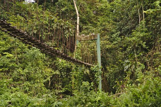 Pemandangan kanopi hutan hujan tropis Taman Nasional Gunung Palung yang hijau membentang luas, menunjukkan kekayaan ekosistem dan keaslian alam Kalimantan Barat yang perlu terus dilestarikan. Di sinilah rumah bagi berbagai satwa liar, termasuk orangutan, yang bergantung pada kelestarian hutan ini.