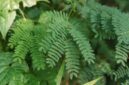 Akar pasak bumi (Eurycoma longifolia) yang telah dikeringkan, siap diolah menjadi ramuan tradisional. Tanaman herbal ini populer di Asia Tenggara karena beragam khasiat kesehatannya.