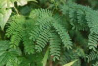 Akar pasak bumi (Eurycoma longifolia) yang telah dikeringkan, siap diolah menjadi ramuan tradisional. Tanaman herbal ini populer di Asia Tenggara karena beragam khasiat kesehatannya.