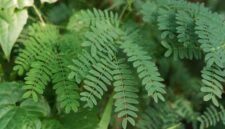 Akar pasak bumi (Eurycoma longifolia) yang telah dikeringkan, siap diolah menjadi ramuan tradisional. Tanaman herbal ini populer di Asia Tenggara karena beragam khasiat kesehatannya.