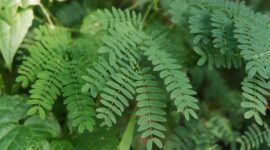 Akar pasak bumi (Eurycoma longifolia) yang telah dikeringkan, siap diolah menjadi ramuan tradisional. Tanaman herbal ini populer di Asia Tenggara karena beragam khasiat kesehatannya.