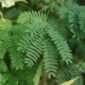 Akar pasak bumi (Eurycoma longifolia) yang telah dikeringkan, siap diolah menjadi ramuan tradisional. Tanaman herbal ini populer di Asia Tenggara karena beragam khasiat kesehatannya.