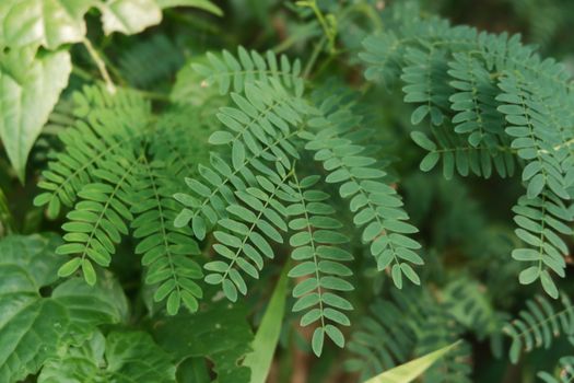 Akar pasak bumi (Eurycoma longifolia) yang telah dikeringkan, siap diolah menjadi ramuan tradisional. Tanaman herbal ini populer di Asia Tenggara karena beragam khasiat kesehatannya.