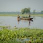 Pemandangan perahu tradisional yang melintasi Sungai Kapuas dengan latar belakang hutan hujan lebat di Kalimantan Barat, memperlihatkan betapa vitalnya peran sungai ini sebagai jalur transportasi dan denyut kehidupan masyarakat.