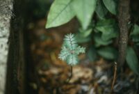 Akar Pasak Bumi yang baru dipanen dari kedalaman hutan Kalimantan, menunjukkan tekstur dan warnanya yang khas, siap untuk diolah menjadi ramuan kesehatan tradisional maupun modern. Tumbuhan legendaris ini adalah simbol kekayaan hayati Indonesia yang menyimpan berbagai khasiat untuk menunjang vitalitas dan kesehatan.