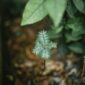 Akar Pasak Bumi yang baru dipanen dari kedalaman hutan Kalimantan, menunjukkan tekstur dan warnanya yang khas, siap untuk diolah menjadi ramuan kesehatan tradisional maupun modern. Tumbuhan legendaris ini adalah simbol kekayaan hayati Indonesia yang menyimpan berbagai khasiat untuk menunjang vitalitas dan kesehatan.