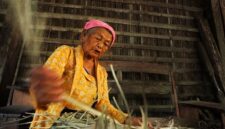 Seorang tetua Dayak menunjukkan beberapa jenis akar dan daun tanaman obat yang biasa digunakan dalam ramuan tradisional, memperlihatkan kekayaan alam Kalimantan sebagai sumber penyembuhan alami. Pengetahuan ini telah diwariskan turun-temurun, menjadi bagian integral dari kehidupan masyarakat adat.