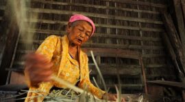 Seorang tetua Dayak menunjukkan beberapa jenis akar dan daun tanaman obat yang biasa digunakan dalam ramuan tradisional, memperlihatkan kekayaan alam Kalimantan sebagai sumber penyembuhan alami. Pengetahuan ini telah diwariskan turun-temurun, menjadi bagian integral dari kehidupan masyarakat adat.