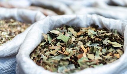 Rahasia Warisan Leluhur: Ramuan Herbal Melayu untuk Kebugaran Modern