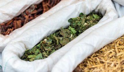 Rahasia Sehat Leluhur: Menguak Keajaiban Ramuan Herbal Melayu untuk Kebugaran Modern
