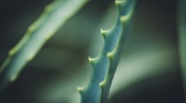Seorang tetua adat Dayak dengan ramuan herbal di hutan Kalimantan, menunjukkan kekayaan alam dan kearifan lokal dalam pengobatan tradisional yang telah diwariskan secara turun-temurun.