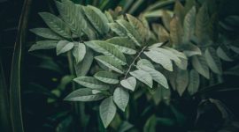 Akar Pasak Bumi yang telah dikeringkan, siap diolah menjadi ramuan tradisional untuk meningkatkan vitalitas dan stamina tubuh, menunjukkan kekayaan alam Indonesia. Tanaman ini banyak ditemukan di hutan tropis Kalimantan, menyimpan segudang manfaat kesehatan yang telah diakui secara turun-temurun.