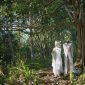 Akar pasak bumi yang kokoh mencuat dari tanah, menunjukkan kekayaan alam Indonesia yang telah lama dimanfaatkan sebagai obat tradisional penambah stamina dan vitalitas. Tanaman ini tumbuh subur di hutan tropis Kalimantan.
